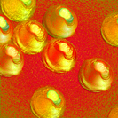 'Life-form 3' a digital print of an imaginary organism showing hemispheres with a hollow on top, but how big are they?